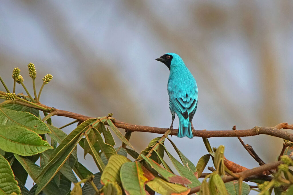 Swallow Tanager male
