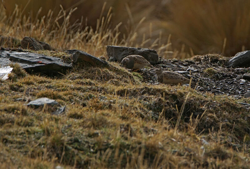 Grey-breasted Seedsnipe