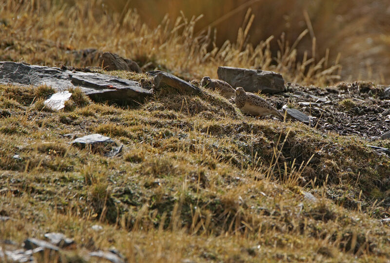 Grey-breasted Seedsnipe