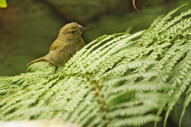 Yellow-faced Grassquit
