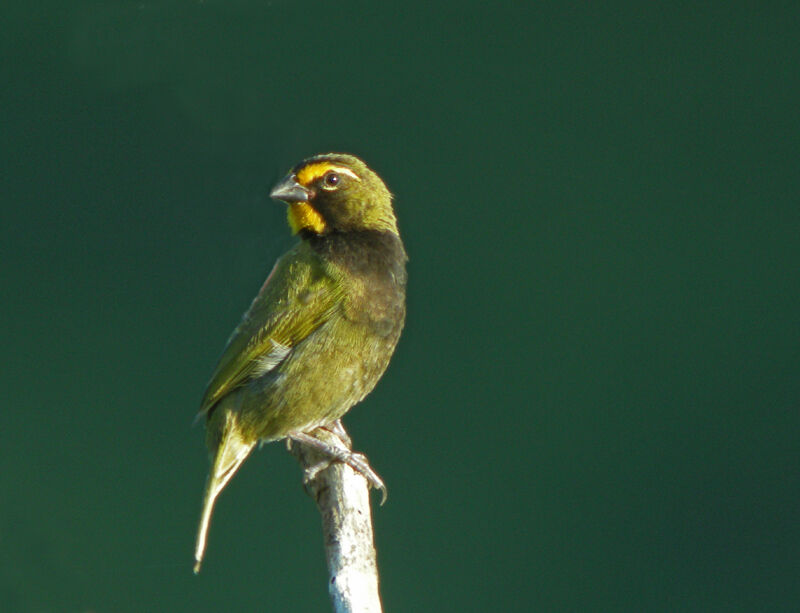 Yellow-faced Grassquit