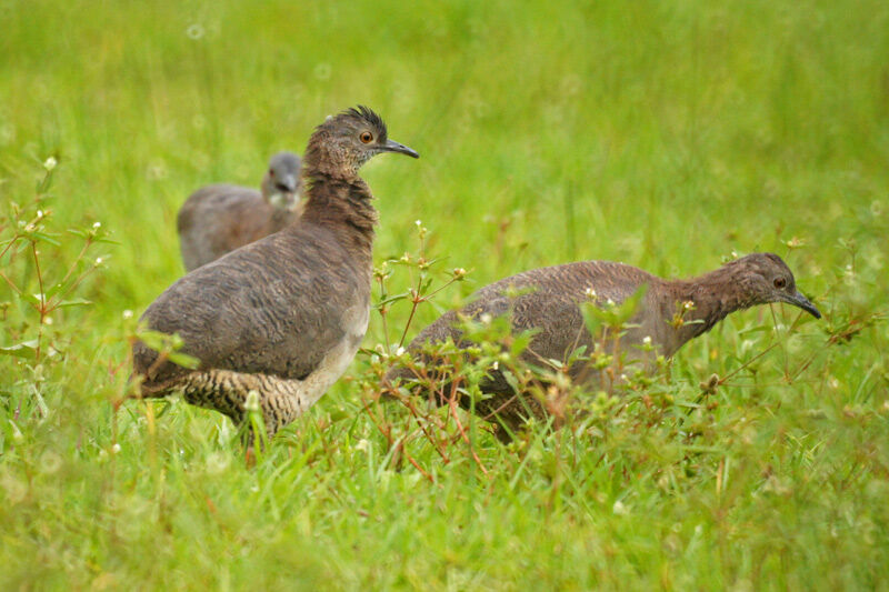 Undulated Tinamou