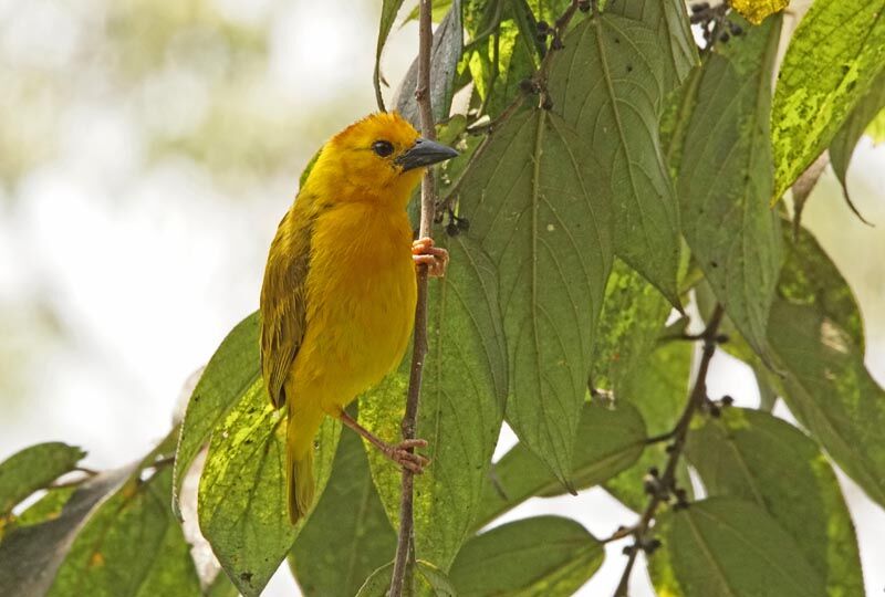 Taveta Weaver