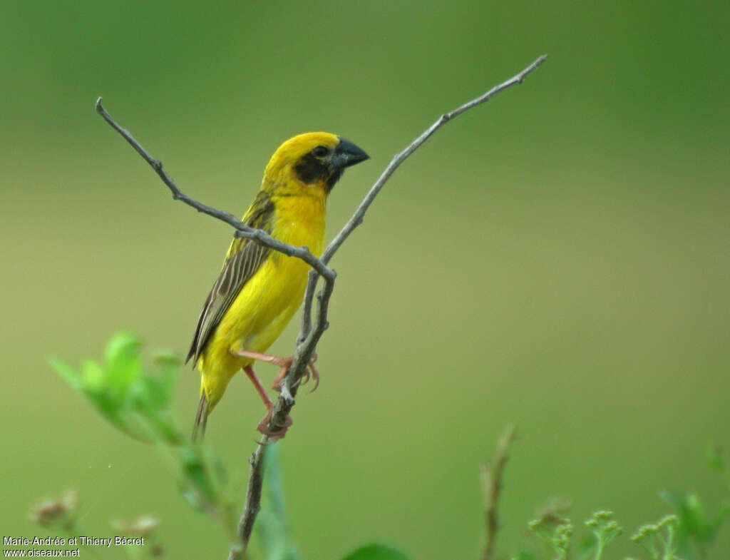 Asian Golden Weaver male adult, identification