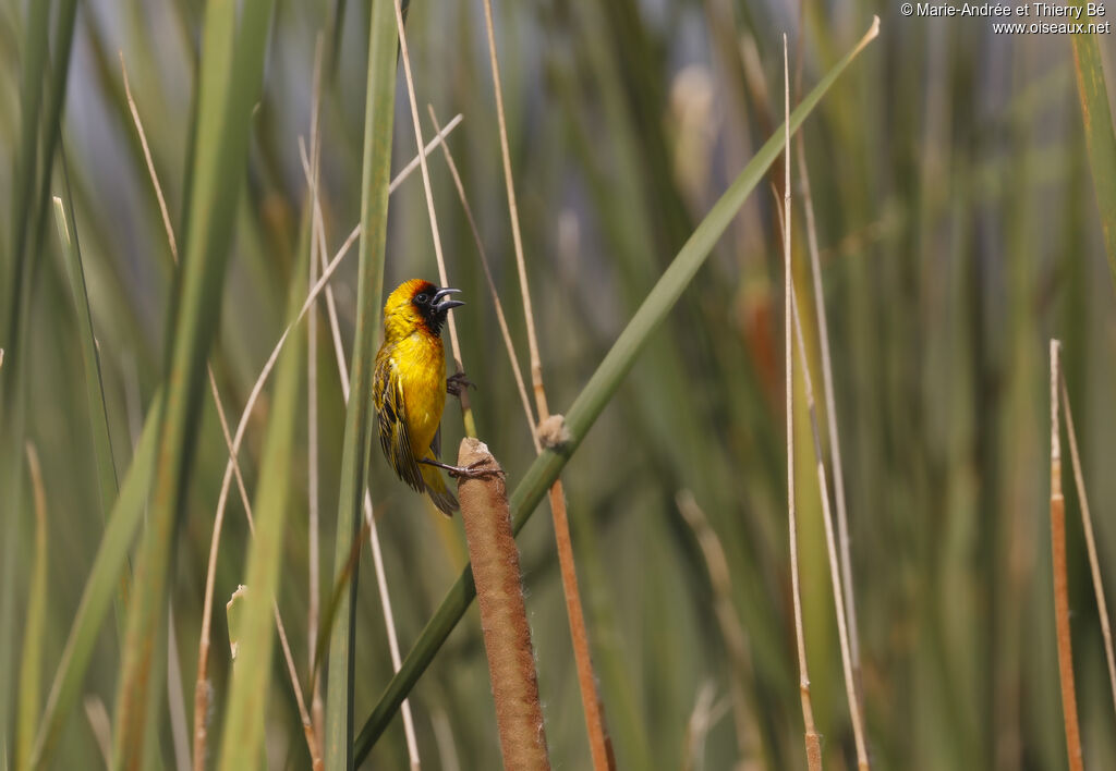 Northern Masked Weaver