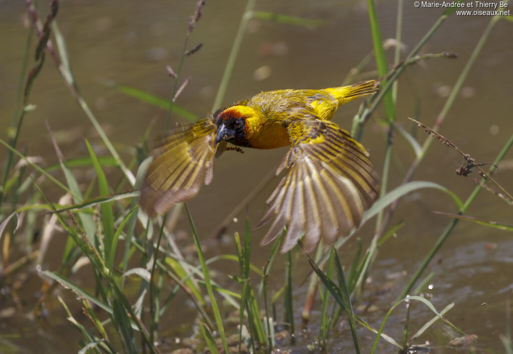 Northern Masked Weaver