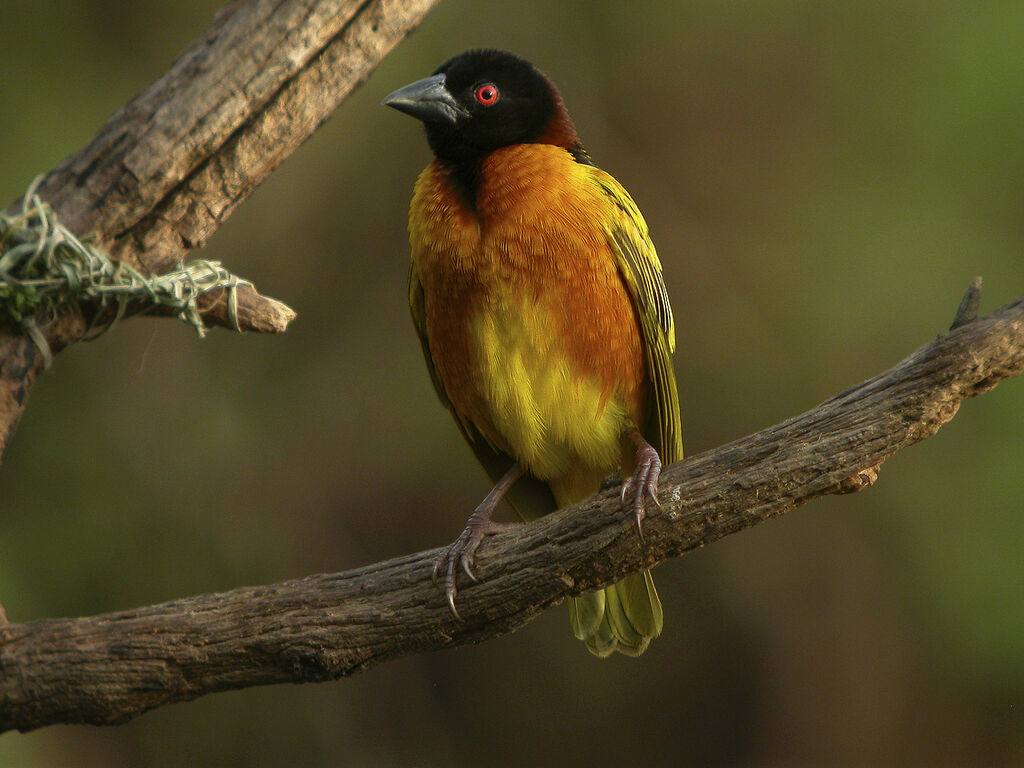 Village Weaver