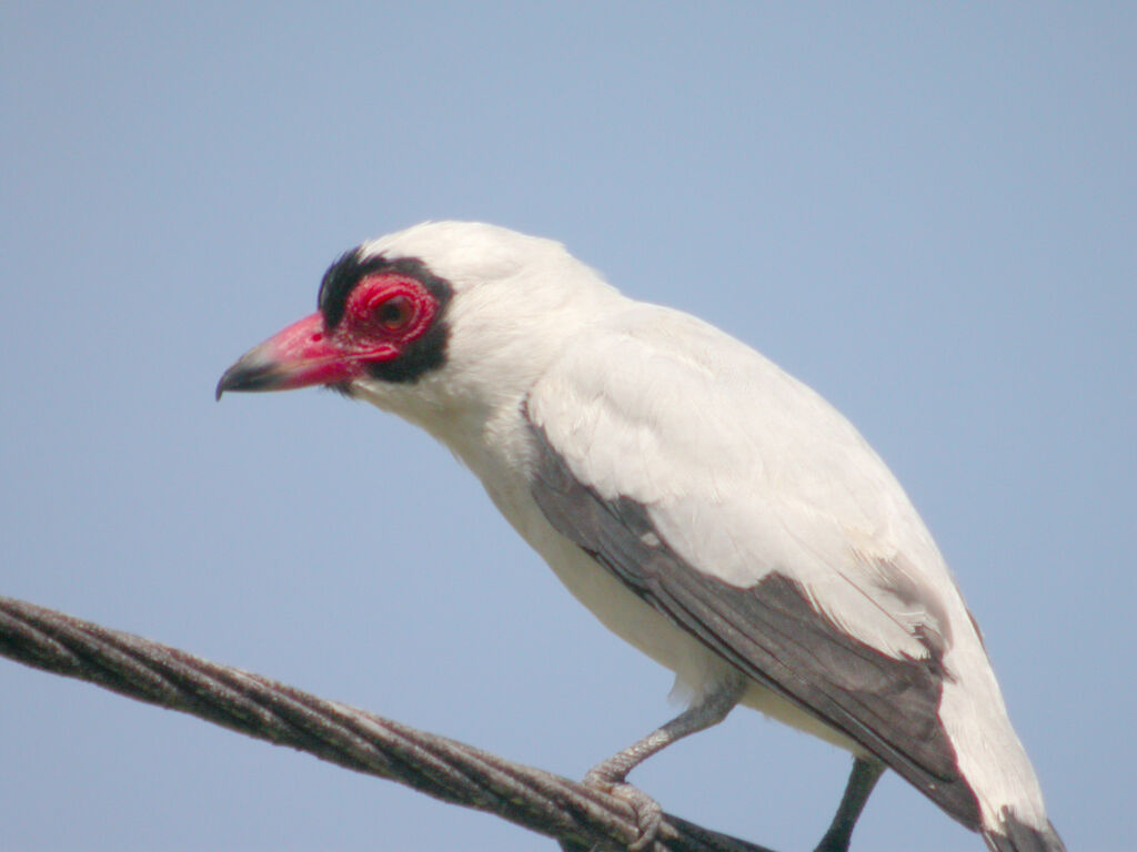 Masked Tityra