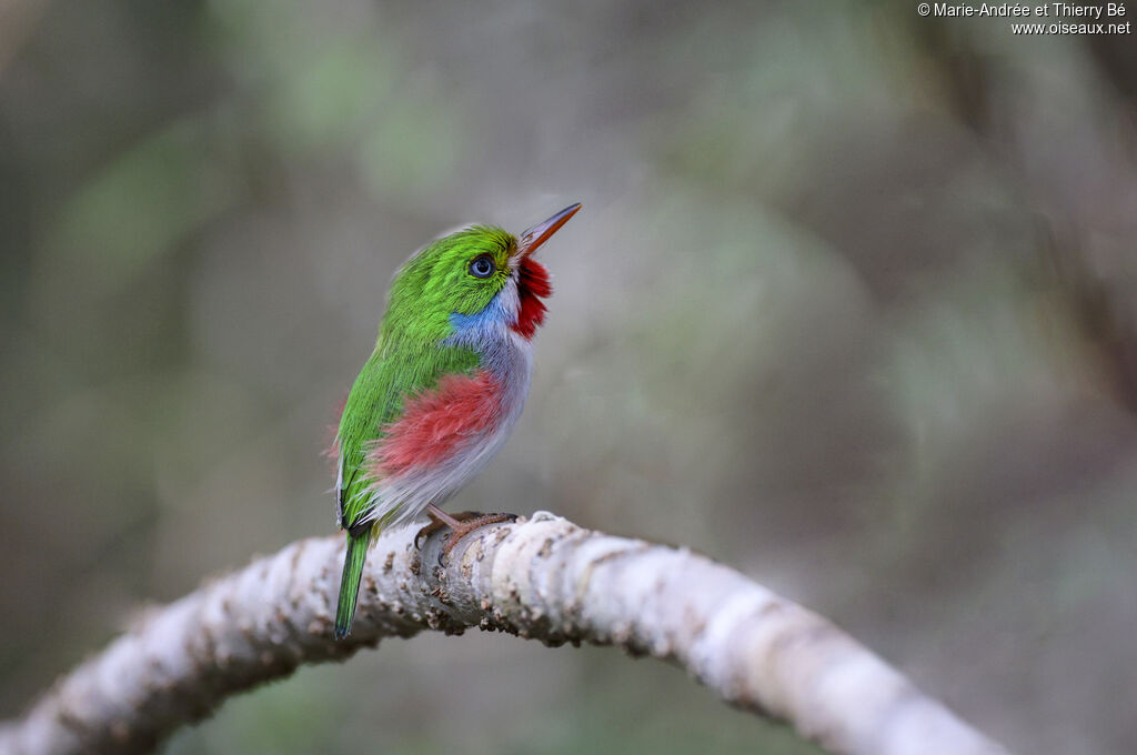 Cuban Tody