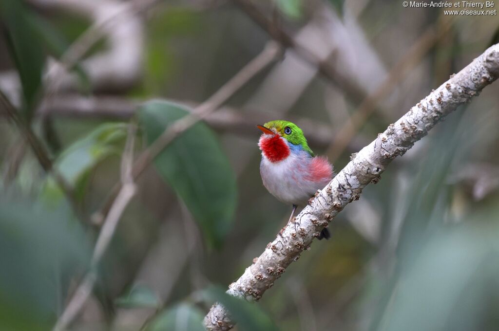 Cuban Tody