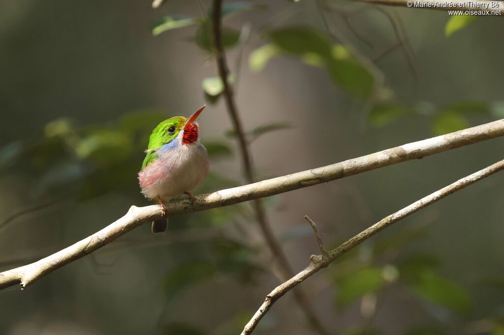 Cuban Tody