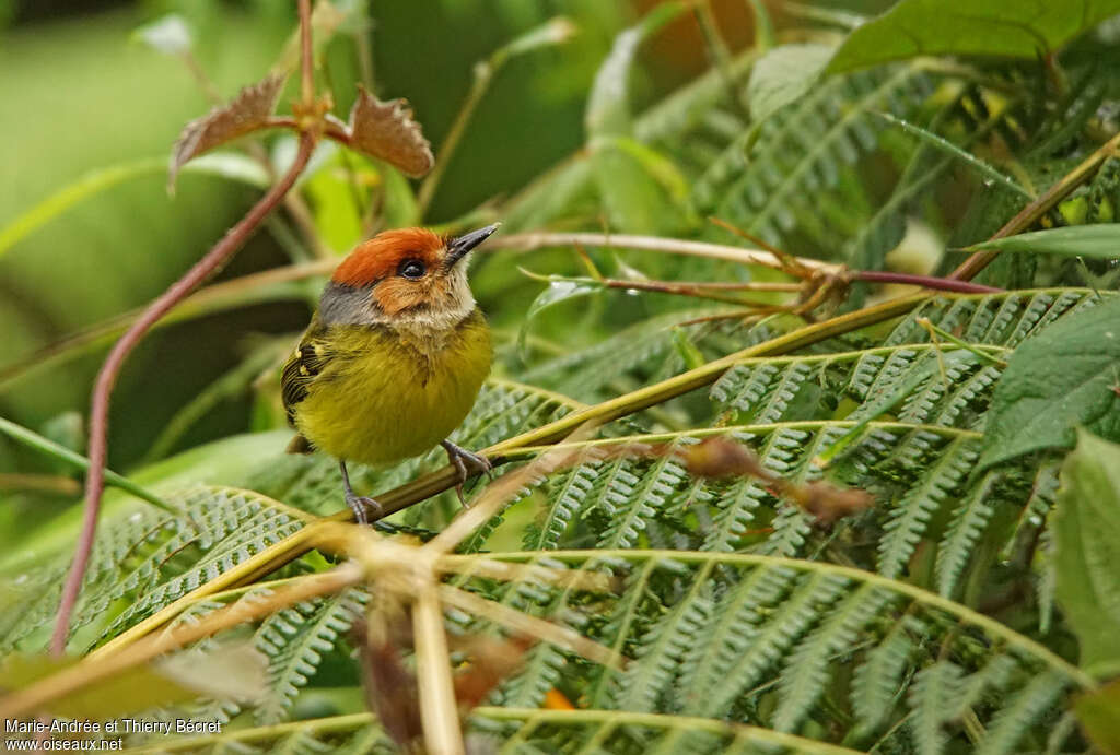 Rufous-crowned Tody-Flycatcher