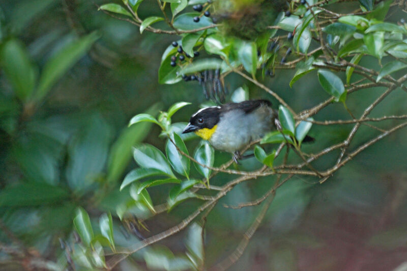 White-naped Brushfinch