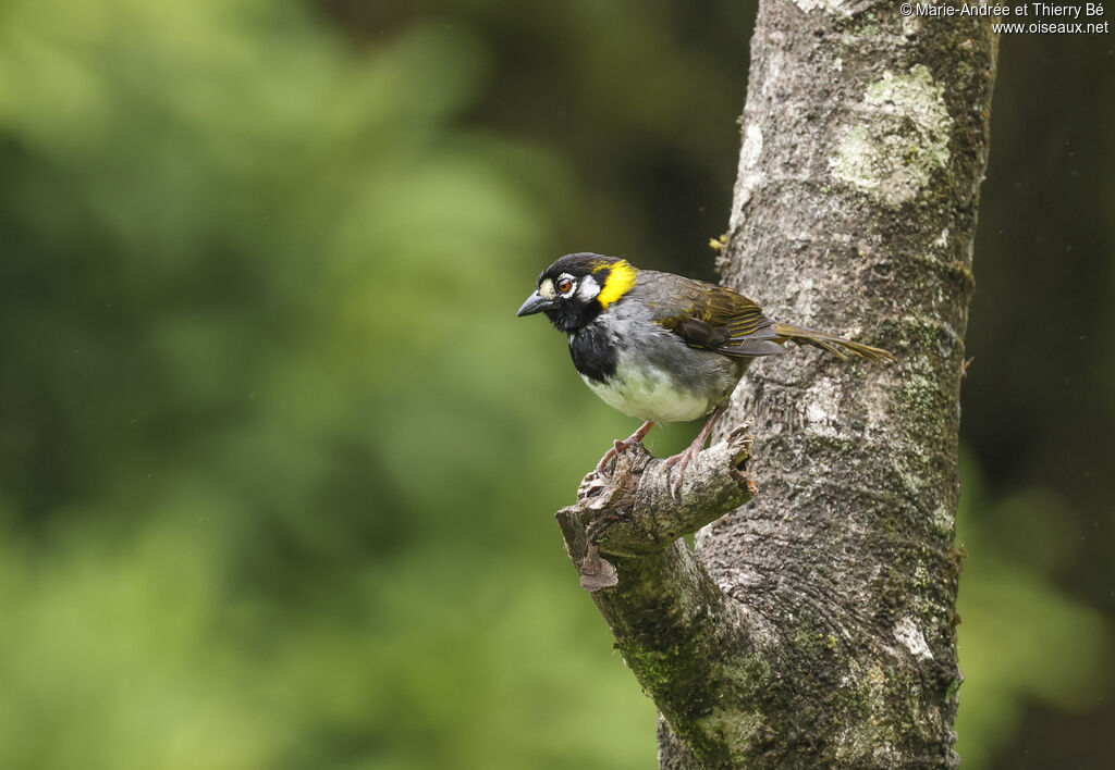 White-eared Ground Sparrow