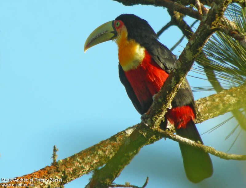 Red-breasted Toucan