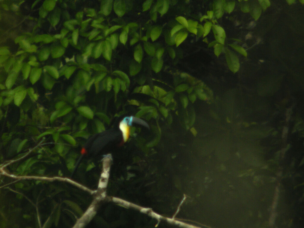 Toucan ariel