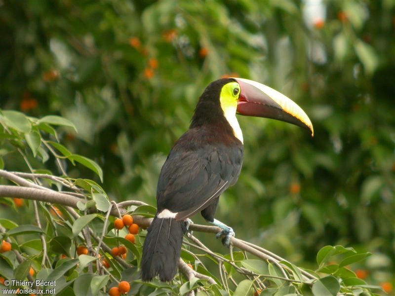 Toucan de Swainson