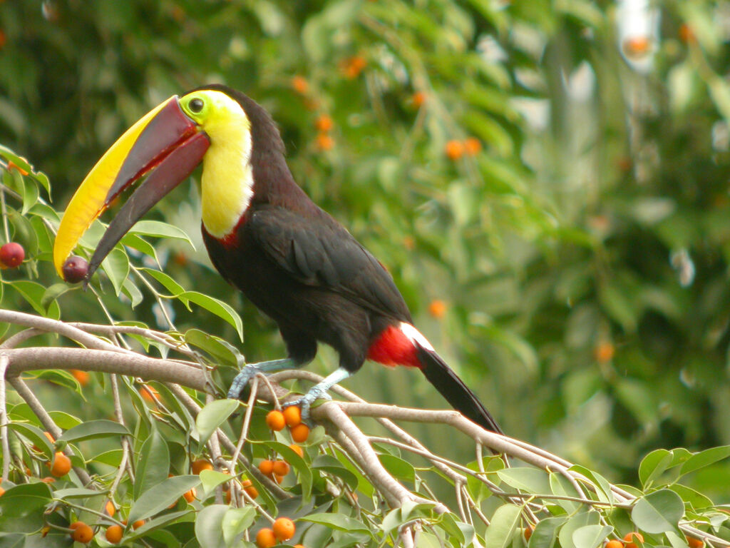 Toucan de Swainson
