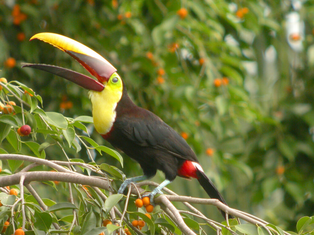 Toucan de Swainson