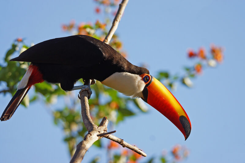 Toucan toco