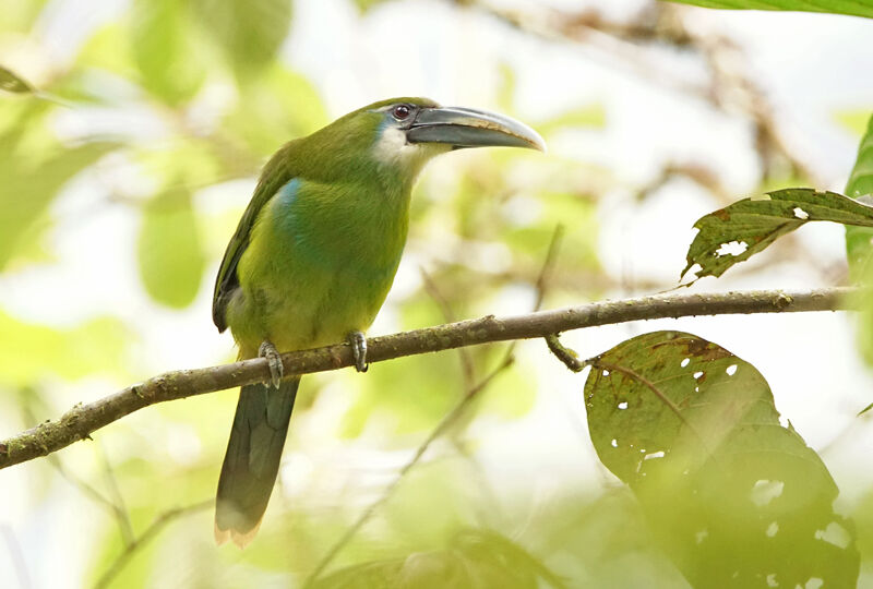 Toucanet à ceinture bleue