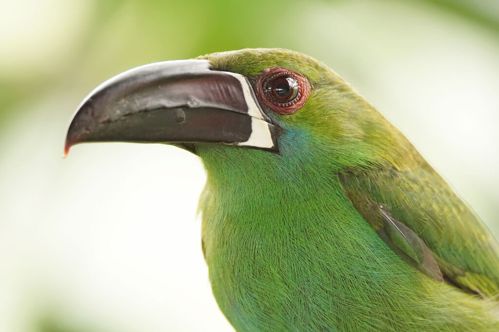 Toucanet à croupion rouge