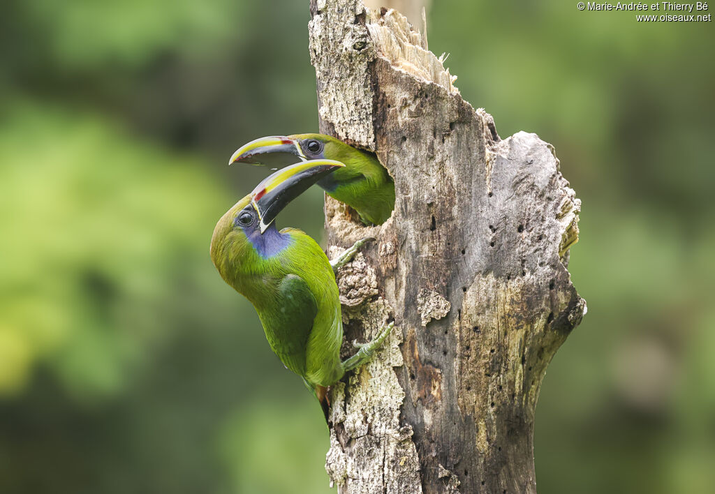 Emerald Toucanet
