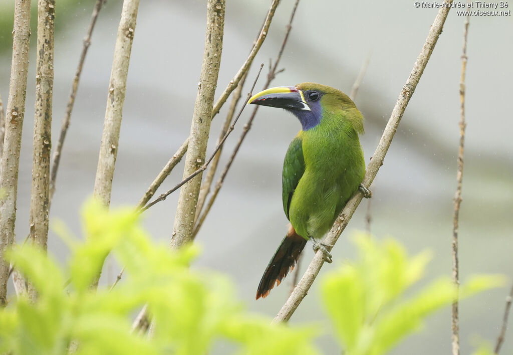 Emerald Toucanet