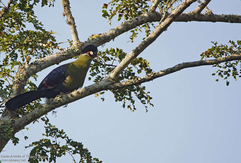 Hartlaub's Turaco, identification