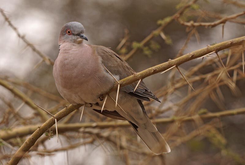 Mourning Collared Dove