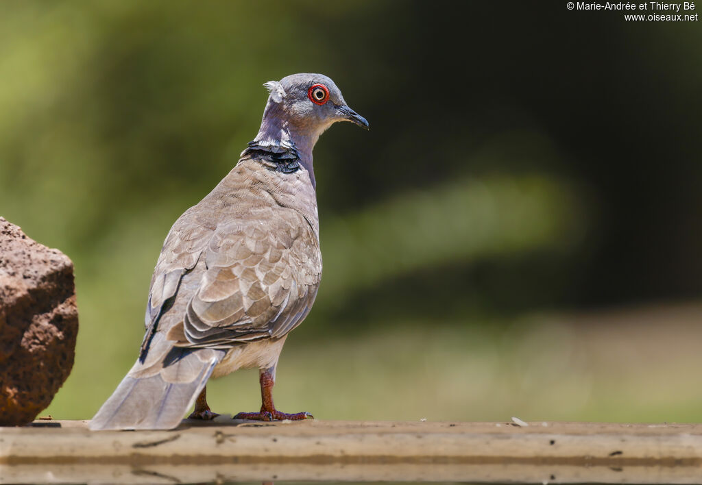 Mourning Collared Dove