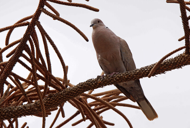 Eurasian Collared Dove