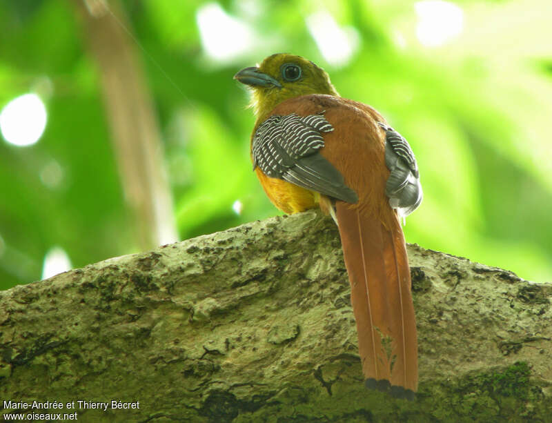 Orange-breasted Trogon, identification