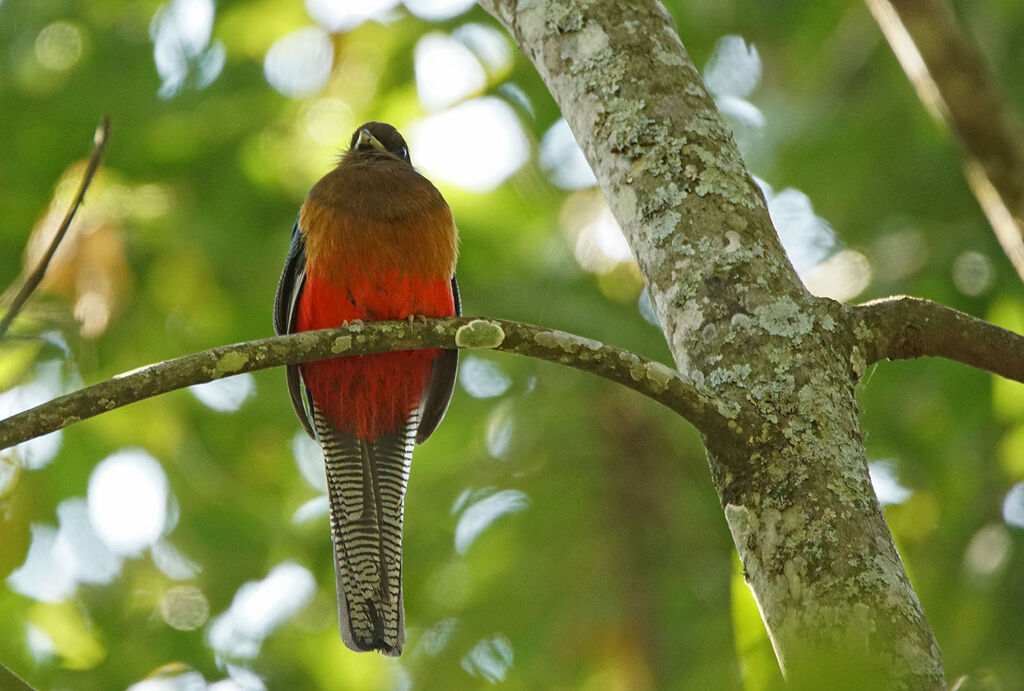 Trogon à queue barrée femelle