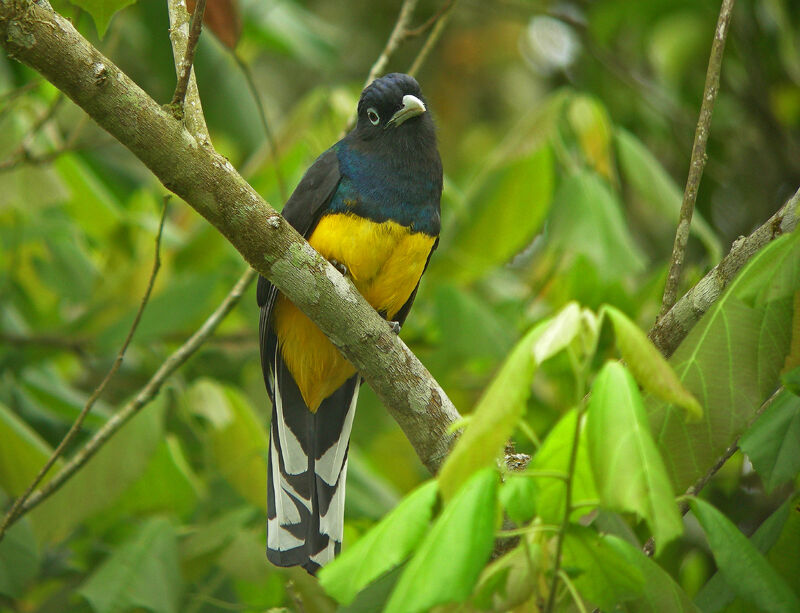 Trogon à queue blanche
