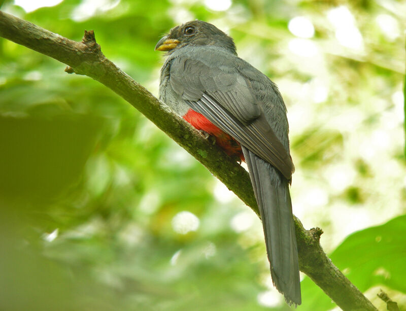 Trogon à queue noire