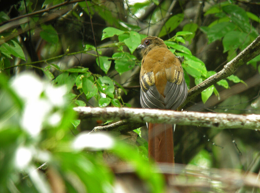 Trogon à tête rouge