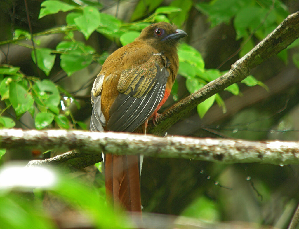 Trogon à tête rouge, identification