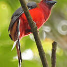 Trogon à tête rouge