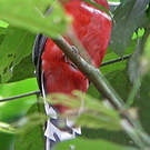Trogon à tête rouge