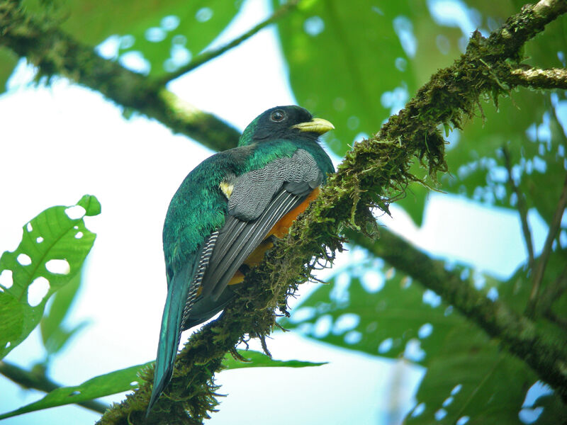 Trogon à ventre orange mâle