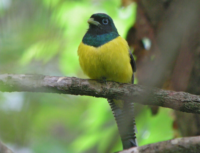 Northern Black-throated Trogon