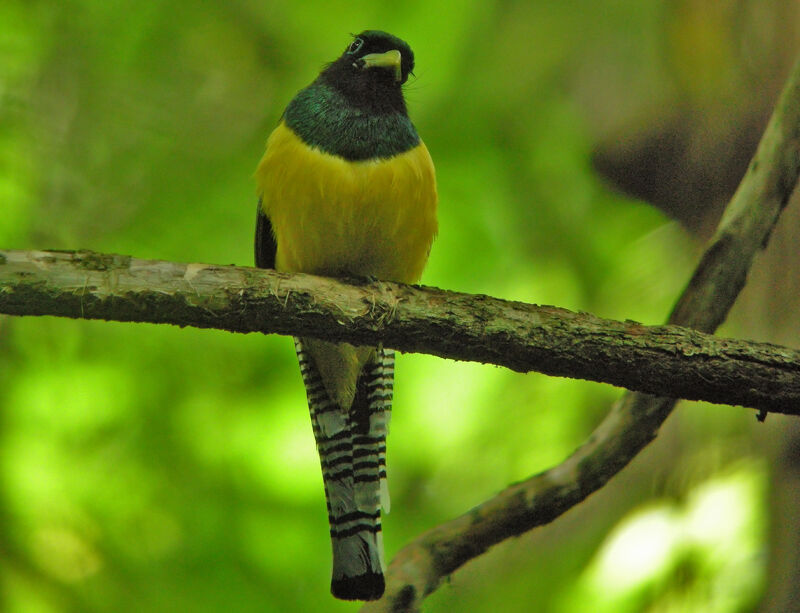 Trogon de Cabanis