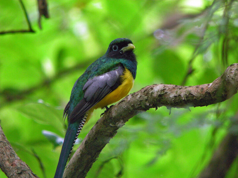 Trogon de Cabanis