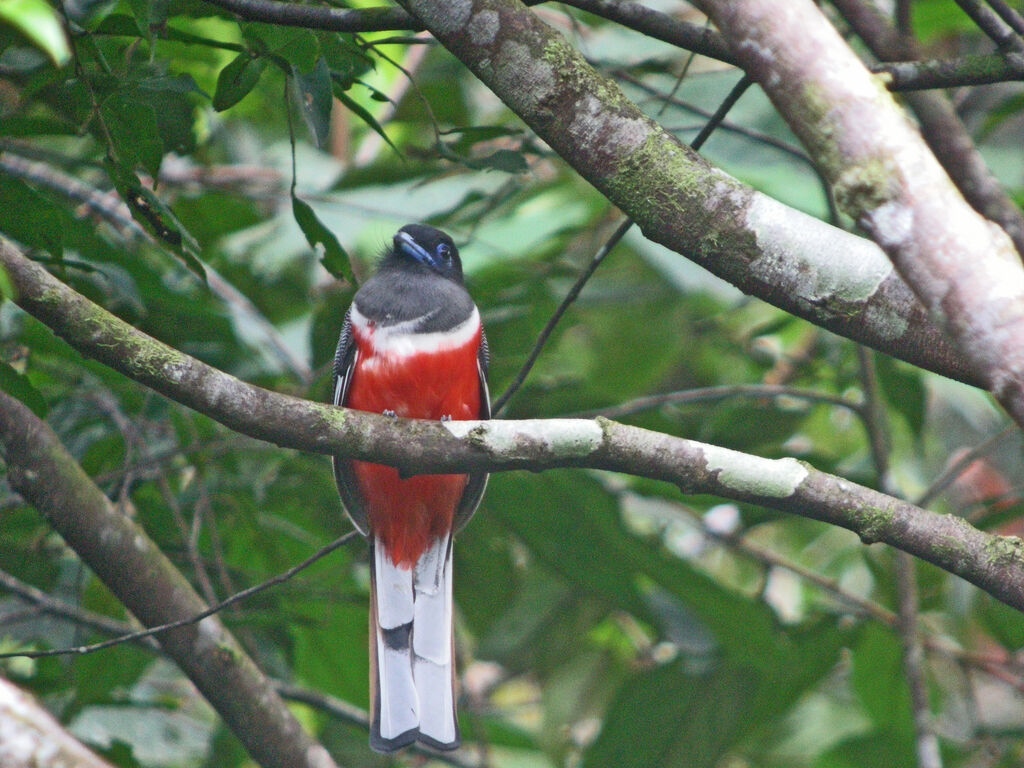 Trogon de Malabar