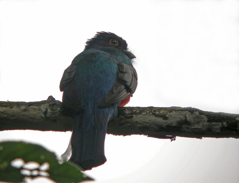 Trogon surucua