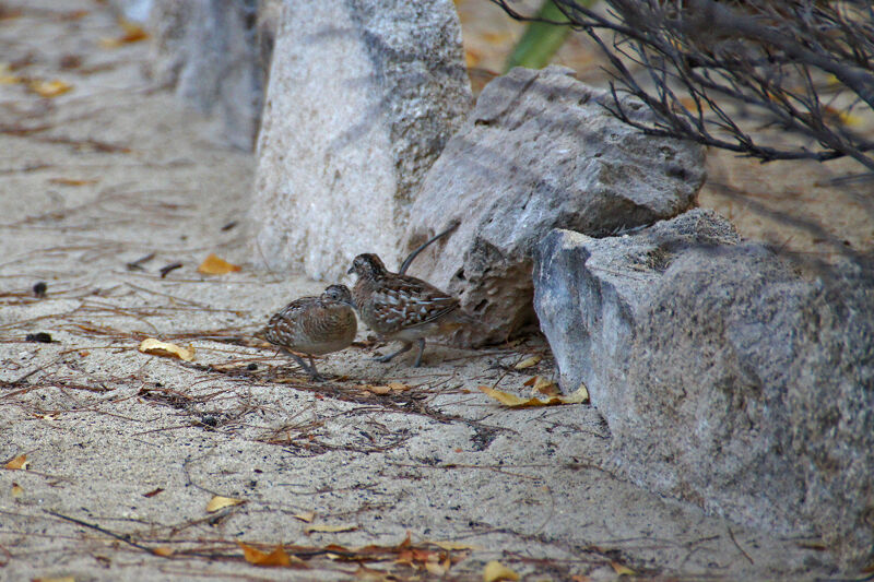 Madagascar Buttonquail 