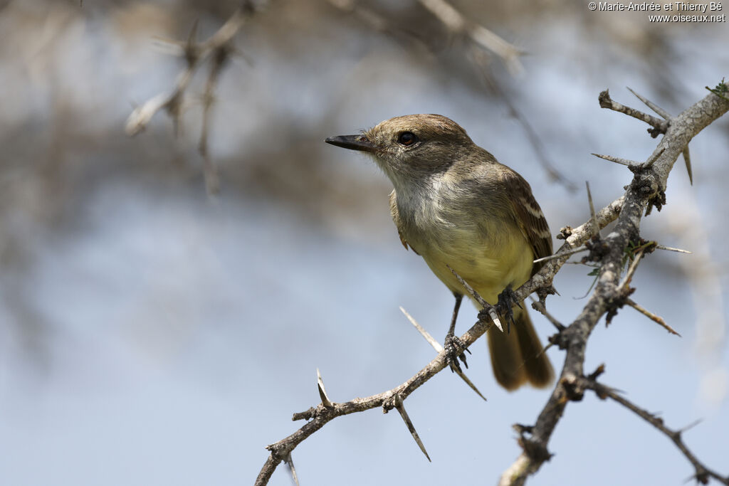 Galapagos Flycatcher