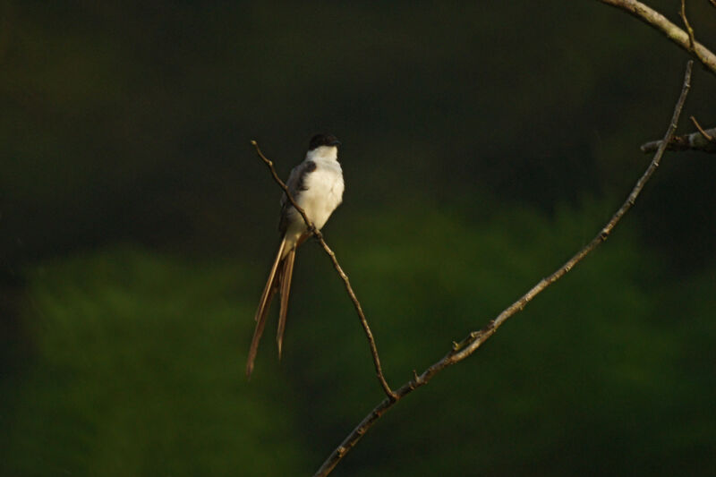 Fork-tailed Flycatcher