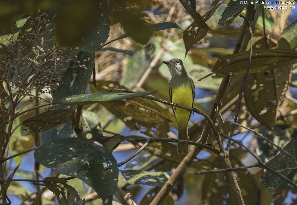 Great Crested Flycatcher